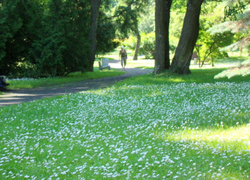 podlasie bialystok001 2014-06-09 20-18-14